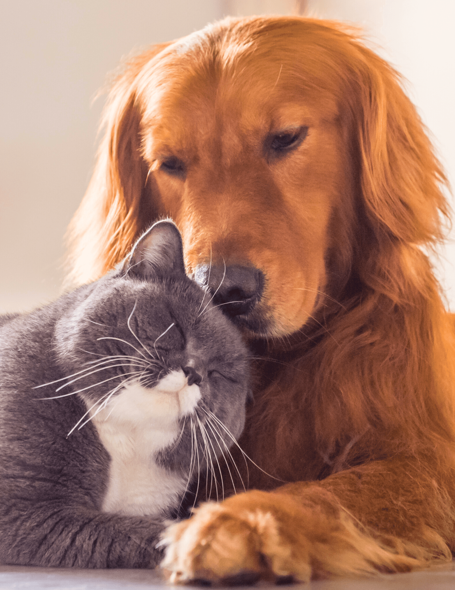 dog and cat hugging