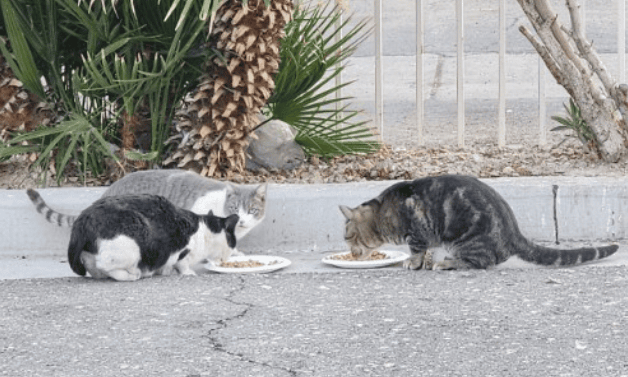 4 - Heaven Can Wait Animal Society Image