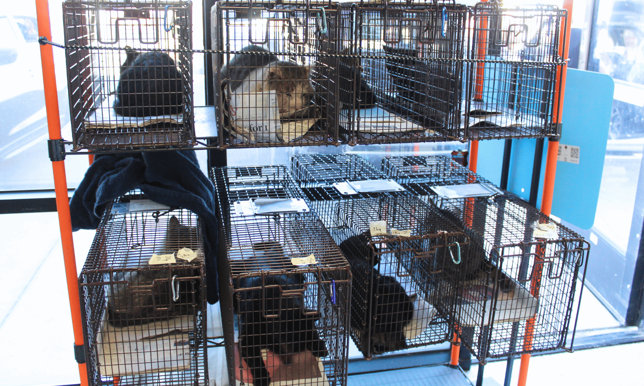 5 - Heaven Can Wait Animal Society Image