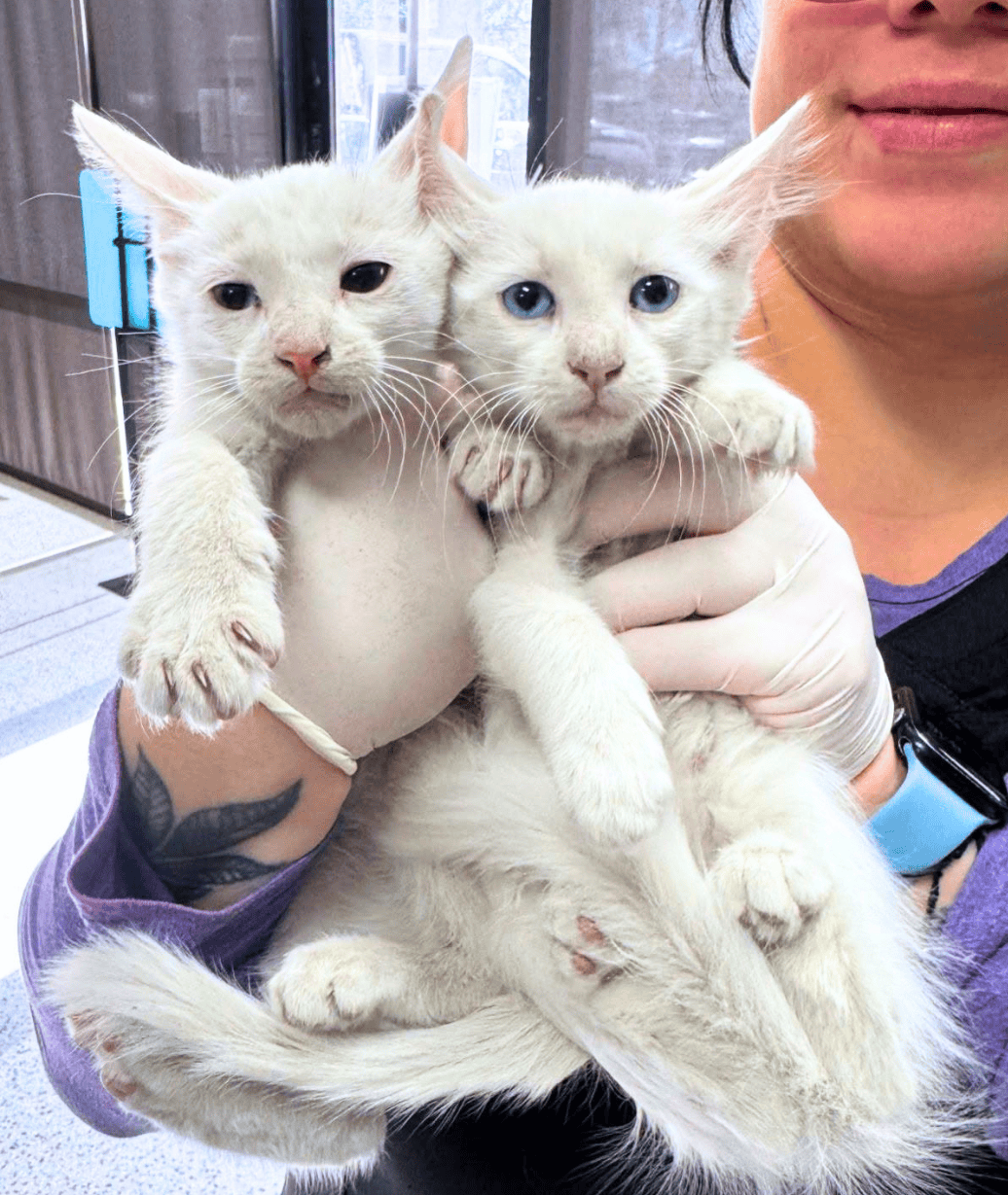 BLOG PHOTOS size on blogs to 630x 36 - Heaven Can Wait Animal Society Image